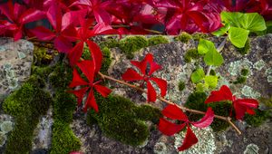 Preview wallpaper leaves, flowers, red, plants, moss