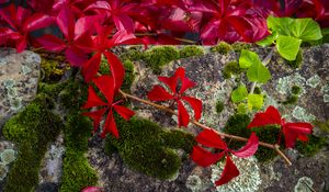 Preview wallpaper leaves, flowers, red, plants, moss