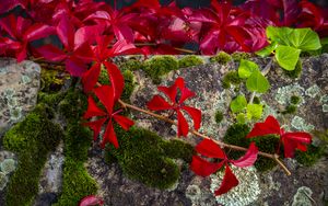 Preview wallpaper leaves, flowers, red, plants, moss