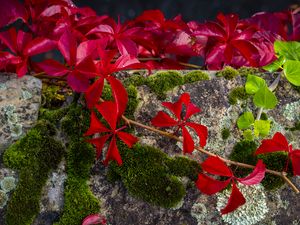 Preview wallpaper leaves, flowers, red, plants, moss