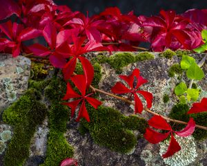 Preview wallpaper leaves, flowers, red, plants, moss