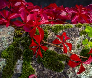 Preview wallpaper leaves, flowers, red, plants, moss