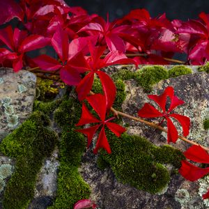 Preview wallpaper leaves, flowers, red, plants, moss