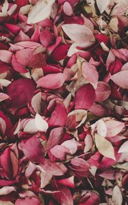 Preview wallpaper leaves, foliage, autumn, fallen
