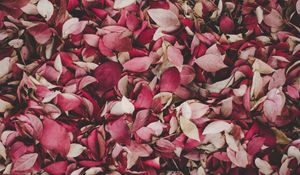 Preview wallpaper leaves, foliage, autumn, fallen