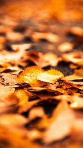 Preview wallpaper leaves, foliage, autumn, macro