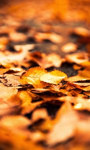 Preview wallpaper leaves, foliage, autumn, macro