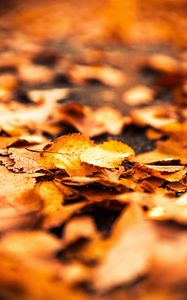Preview wallpaper leaves, foliage, autumn, macro