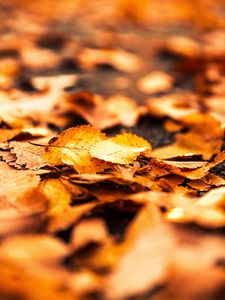 Preview wallpaper leaves, foliage, autumn, macro