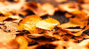 Preview wallpaper leaves, foliage, autumn, macro