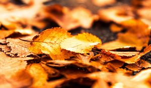 Preview wallpaper leaves, foliage, autumn, macro