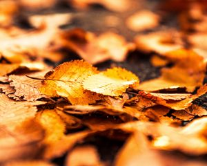Preview wallpaper leaves, foliage, autumn, macro