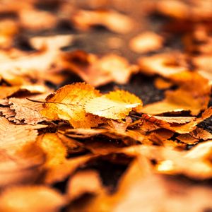 Preview wallpaper leaves, foliage, autumn, macro