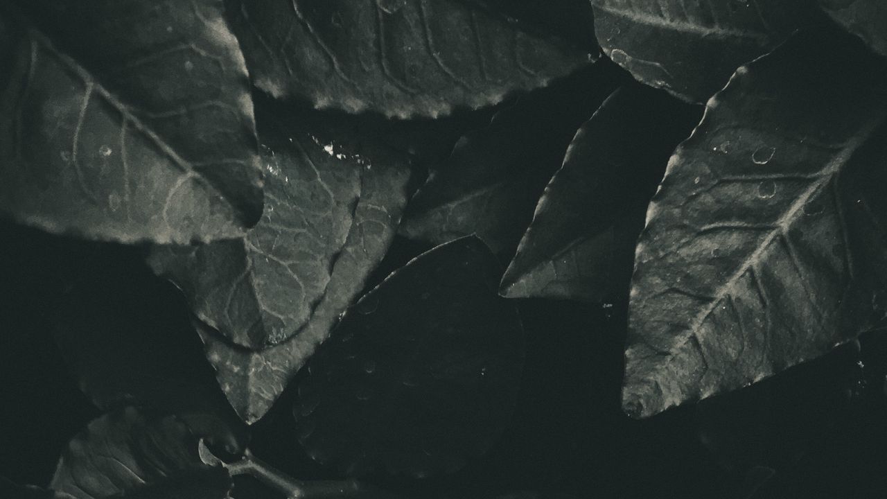 Wallpaper leaves, foliage, bw