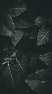 Preview wallpaper leaves, foliage, bw