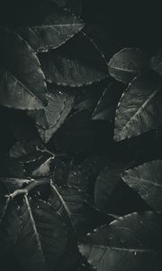 Preview wallpaper leaves, foliage, bw