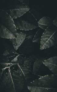 Preview wallpaper leaves, foliage, bw