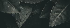 Preview wallpaper leaves, foliage, bw