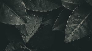 Preview wallpaper leaves, foliage, bw