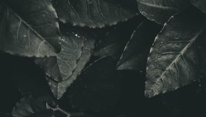 Preview wallpaper leaves, foliage, bw