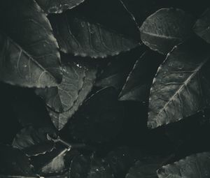 Preview wallpaper leaves, foliage, bw
