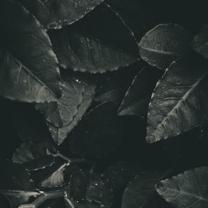 Preview wallpaper leaves, foliage, bw