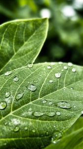 Preview wallpaper leaves, form, grass, plant, drops