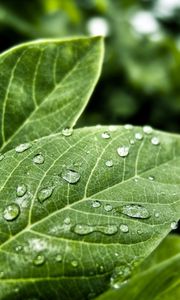 Preview wallpaper leaves, form, grass, plant, drops