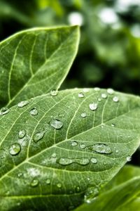 Preview wallpaper leaves, form, grass, plant, drops