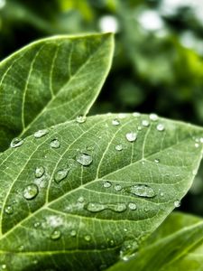 Preview wallpaper leaves, form, grass, plant, drops