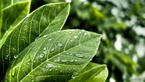 Preview wallpaper leaves, form, grass, plant, drops