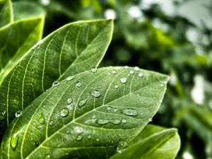 Preview wallpaper leaves, form, grass, plant, drops