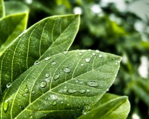 Preview wallpaper leaves, form, grass, plant, drops