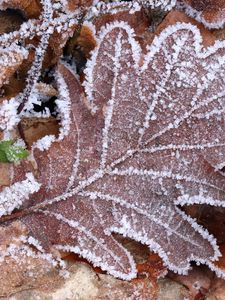 Preview wallpaper leaves, frost, autumn, macro