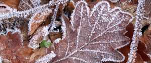 Preview wallpaper leaves, frost, autumn, macro