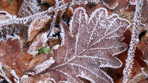 Preview wallpaper leaves, frost, autumn, macro