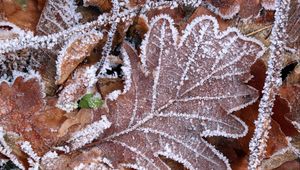 Preview wallpaper leaves, frost, autumn, macro