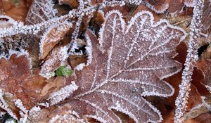 Preview wallpaper leaves, frost, autumn, macro