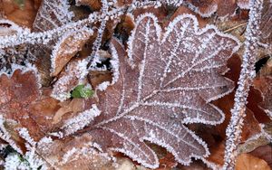 Preview wallpaper leaves, frost, autumn, macro