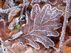 Preview wallpaper leaves, frost, autumn, macro