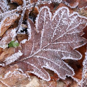 Preview wallpaper leaves, frost, autumn, macro