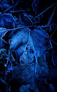 Preview wallpaper leaves, frost, blue, macro, dark