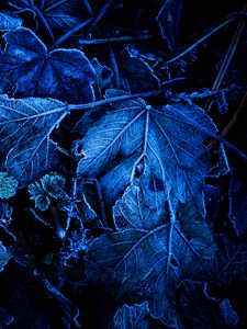 Preview wallpaper leaves, frost, blue, macro, dark