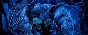 Preview wallpaper leaves, frost, blue, macro, dark