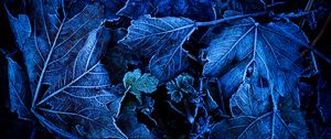 Preview wallpaper leaves, frost, blue, macro, dark