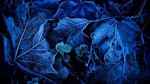 Preview wallpaper leaves, frost, blue, macro, dark