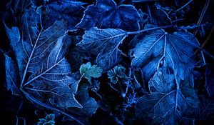 Preview wallpaper leaves, frost, blue, macro, dark