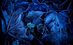 Preview wallpaper leaves, frost, blue, macro, dark