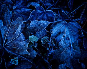 Preview wallpaper leaves, frost, blue, macro, dark