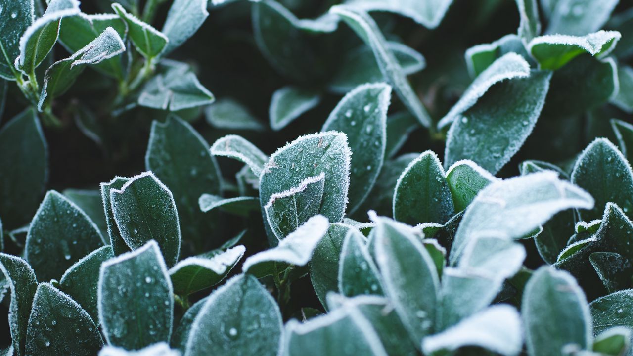 Wallpaper leaves, frost, drops, macro, plant